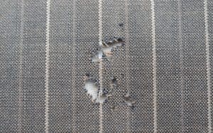 Holes in Your Clothes? You Might Have a Clothes Moth Infestation – Andy ...