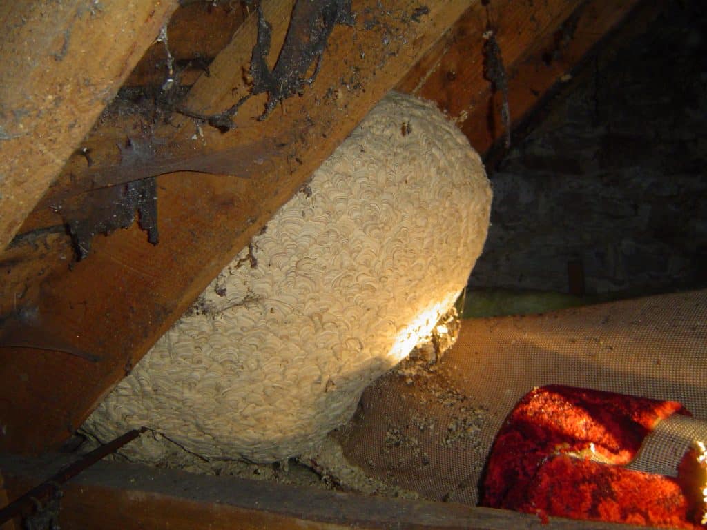 A 60cm Wide Wasp Nest In An Attic Andy Law Pest Control