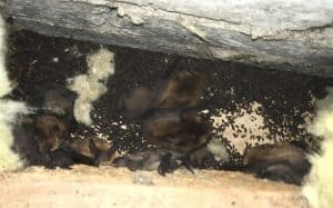 Bats In The Loft – Andy Law Pest Control