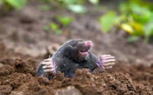 How to Spot Moles in Your Garden - Andy Law Pest Control